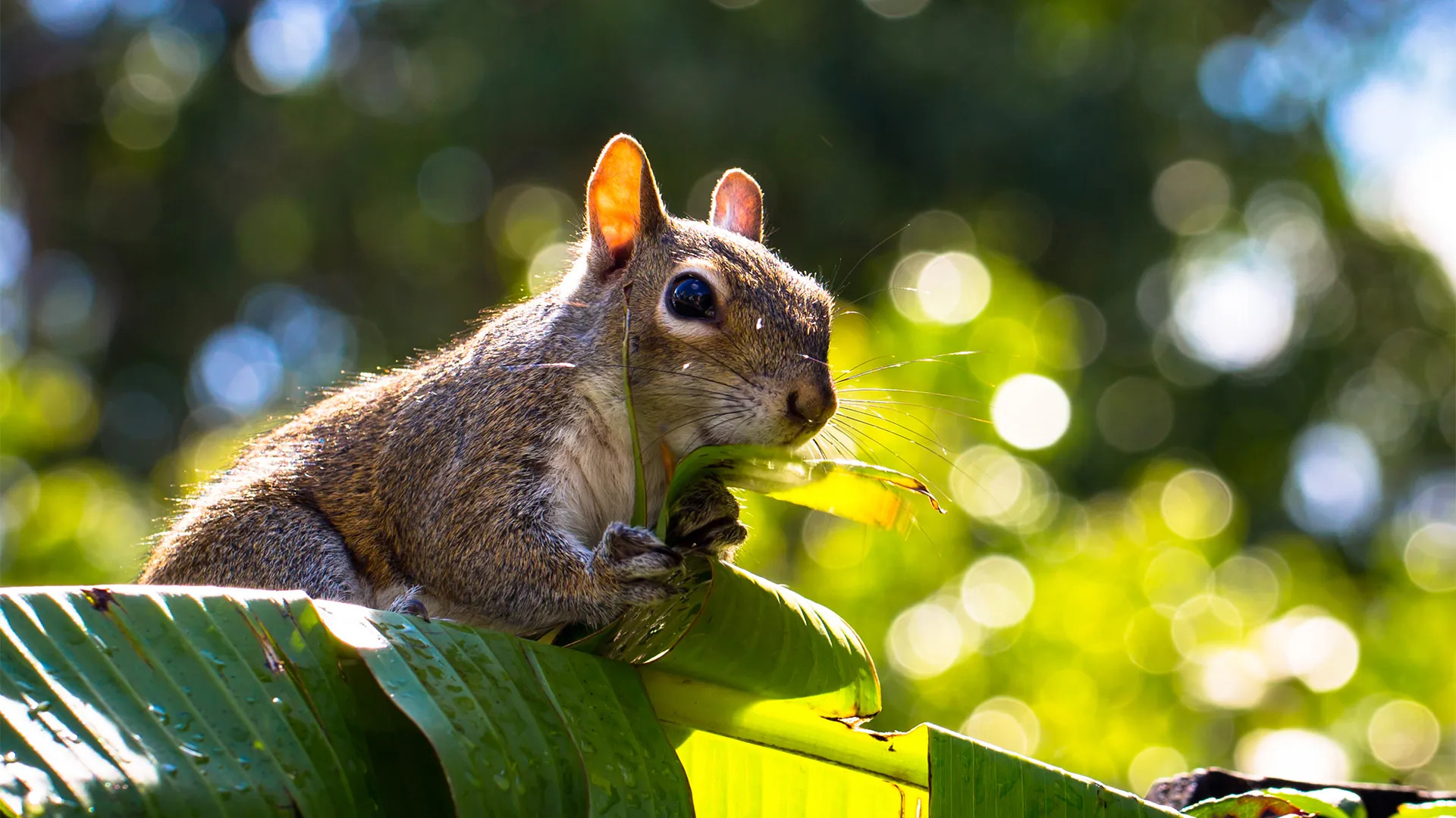 squirrels