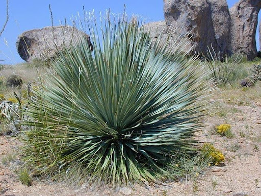 How Fast Do Yucca Plants Grow: Properly Caring for the Unique Plant