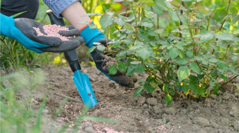 fertilizing a rose