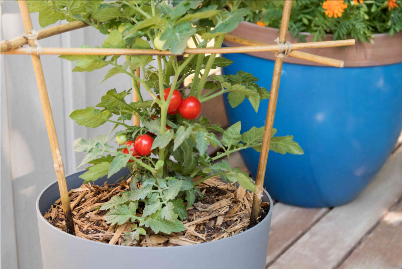 Planting Tomatoes in Pots put supports