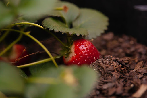 Easy Method on How to Grow Strawberry from Seed