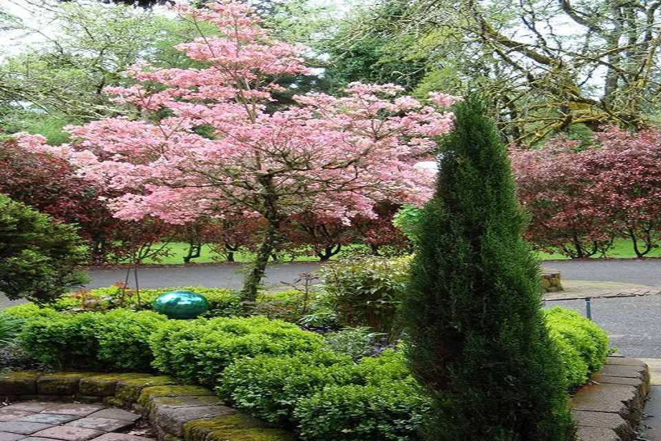 Bringing Natural Beauty by Planting Cherry Blossom in Your Garden ...