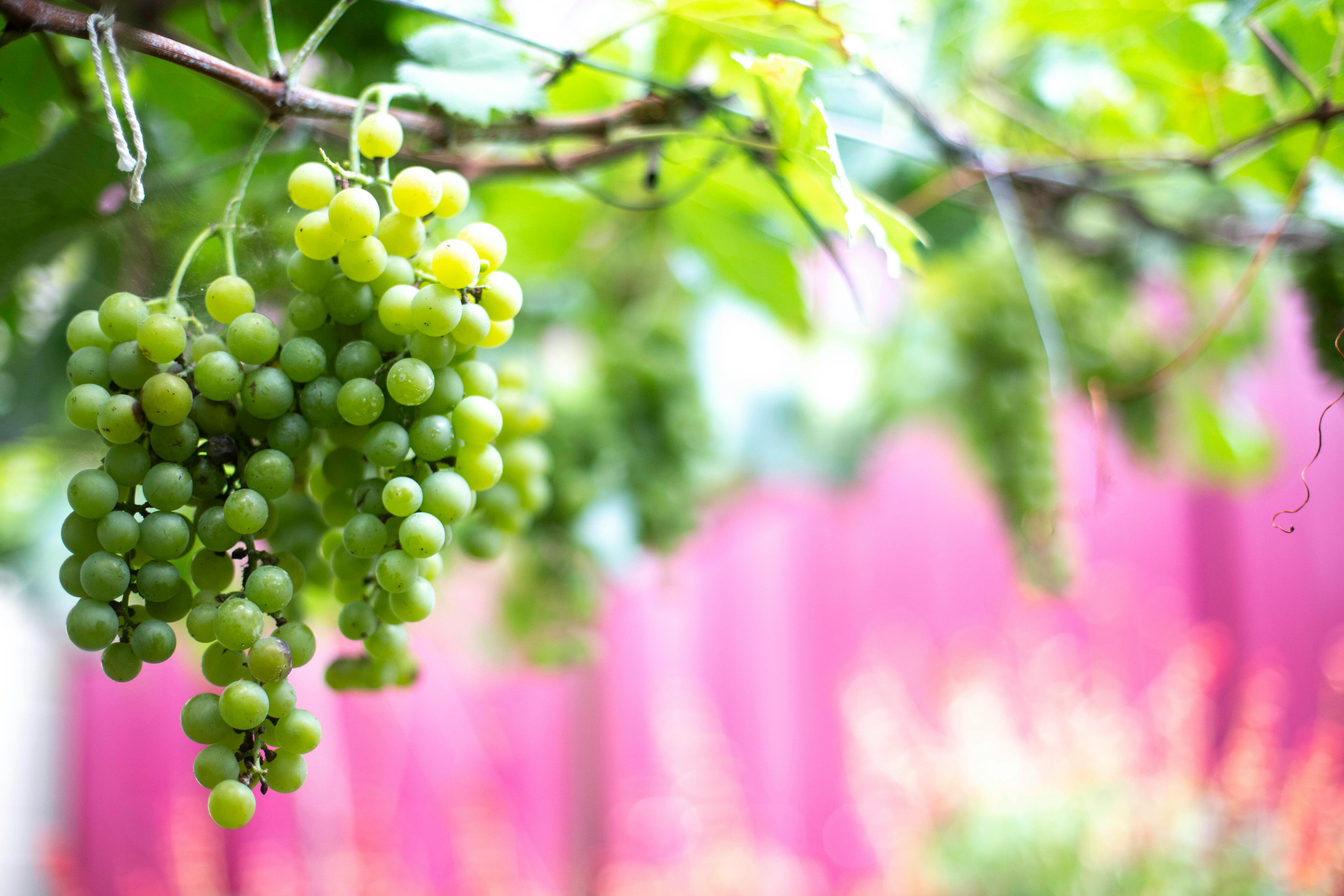 How to Farm Grapes Fruit Successfully for Beginner