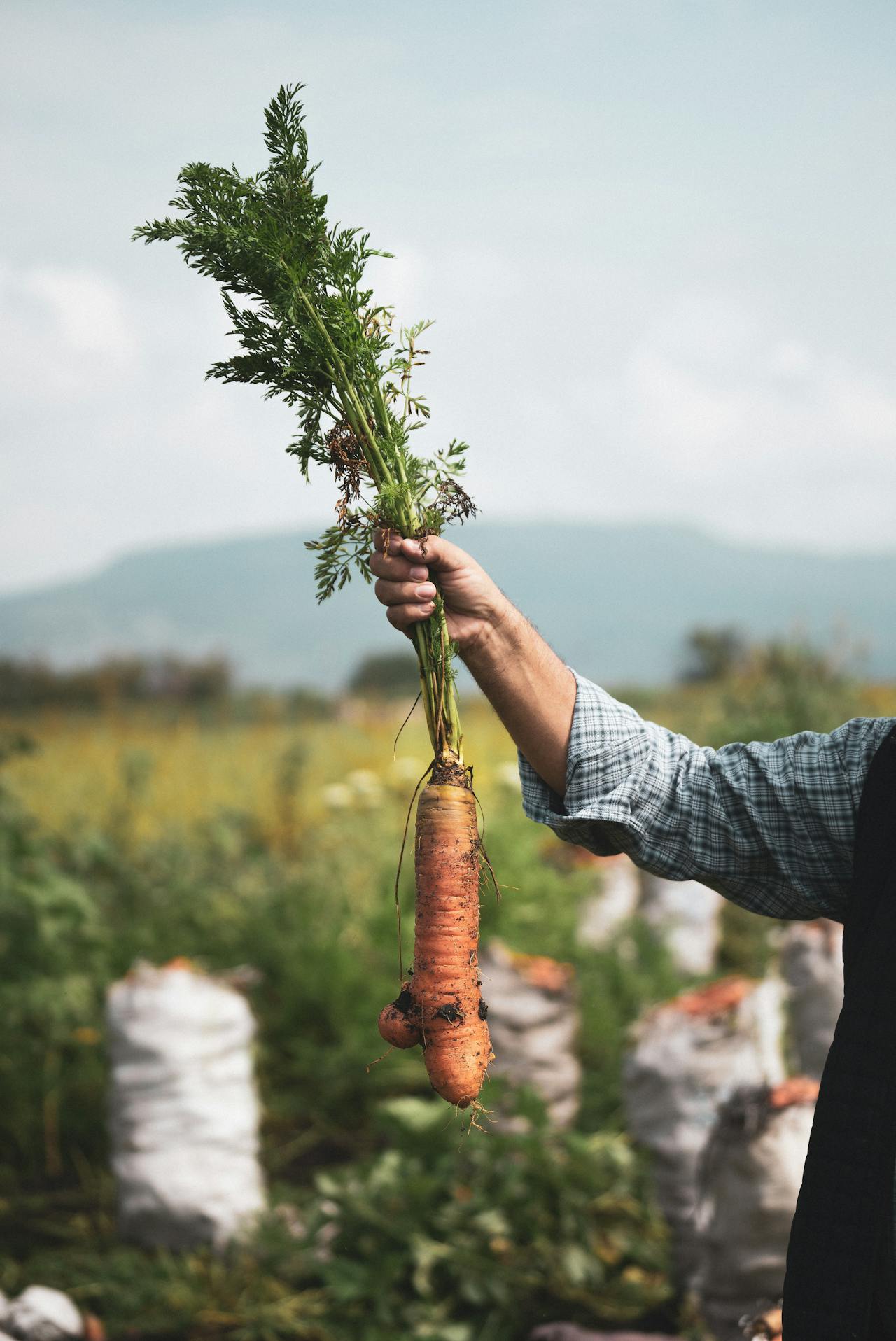 Several Recommended Vegetables Plant to Grow