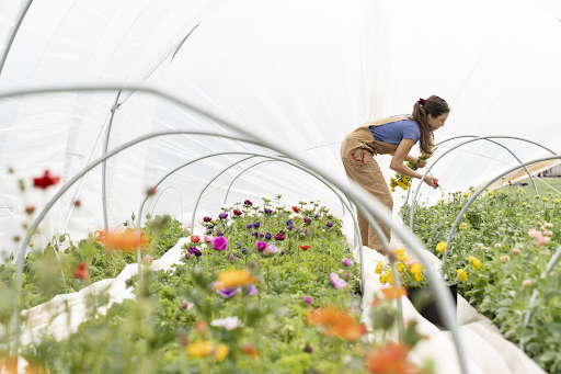 Extend Your Season: The Essential Guide to Garden Hoop House