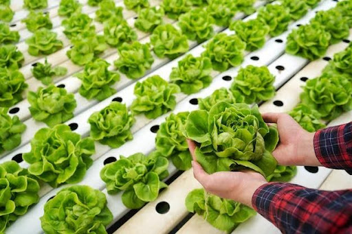 How to Grow Lettuce and What Things to Prepare