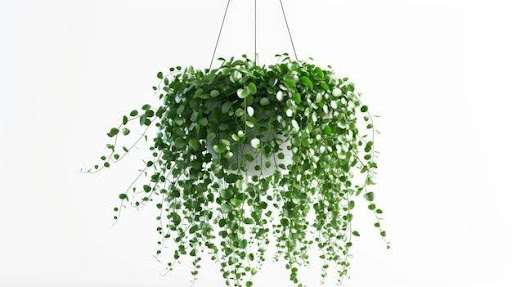 Hanging Plant Ideas and the Steps to Manage the Setup