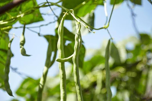 Nutrient Requirements for Healthy Bean Plants: The Details of the Extra Food