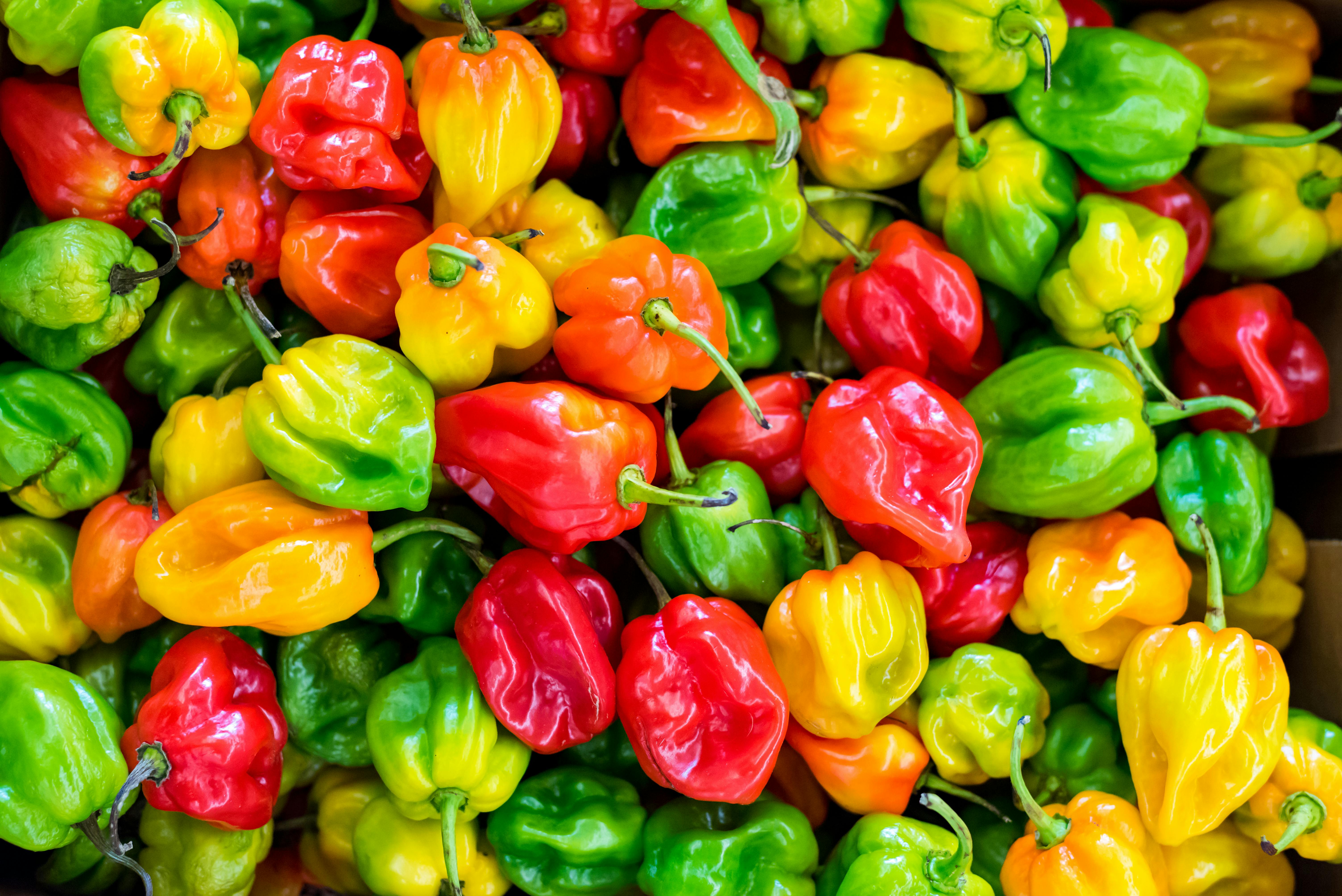 Peppers plant