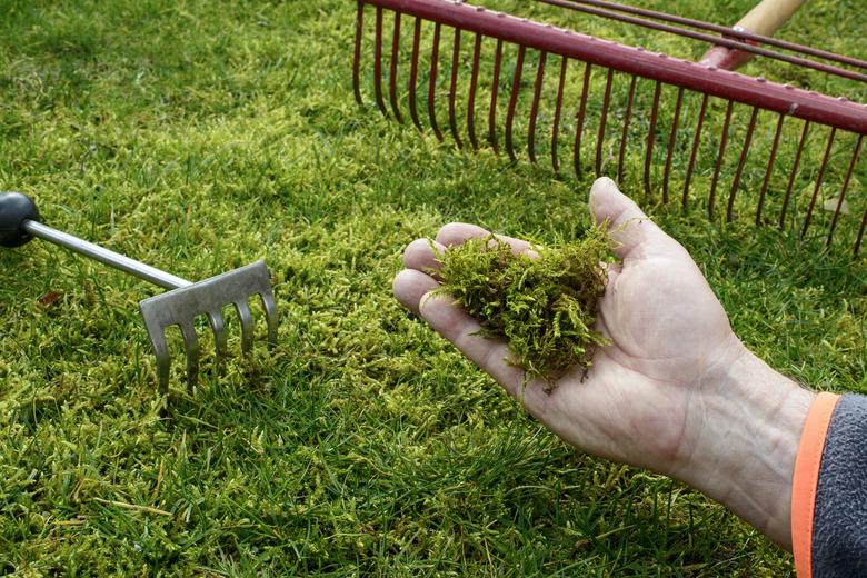 Need To Improve The Lawn’s Health, Lime for Your Grass Could Be Solution