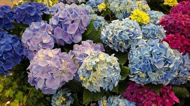 A Complete Guide on How to Cut Back Hydrangea for Winter